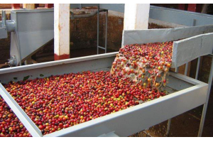 咖啡豆烘焙工艺简介之咖啡豆的不同烘焙阶段