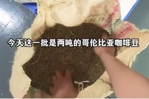 沉浸式体验咖啡生豆的验收